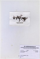 藏品(紅羽凹頂藻)的圖片